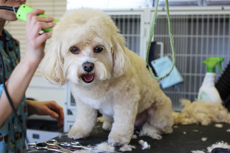 veterinaire-ST MANDRIER SUR MER-min_white_dog_grooming_pet_pet_grooming_salon_groomer_fur-678977